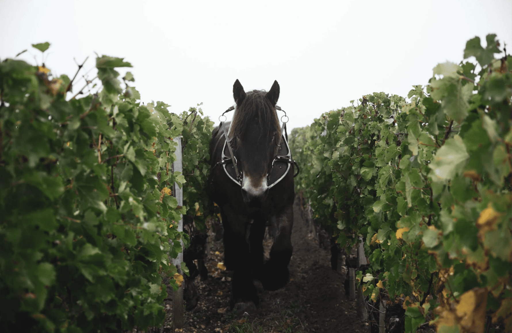 Vins Château Clinet