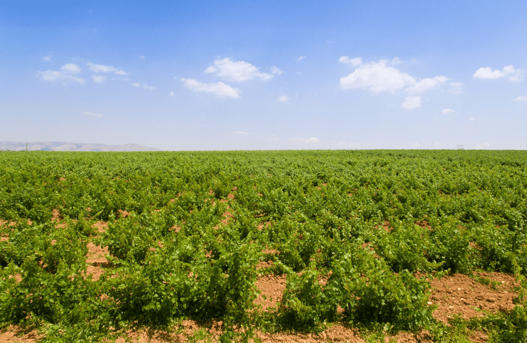 Vins Château Musar - Liban