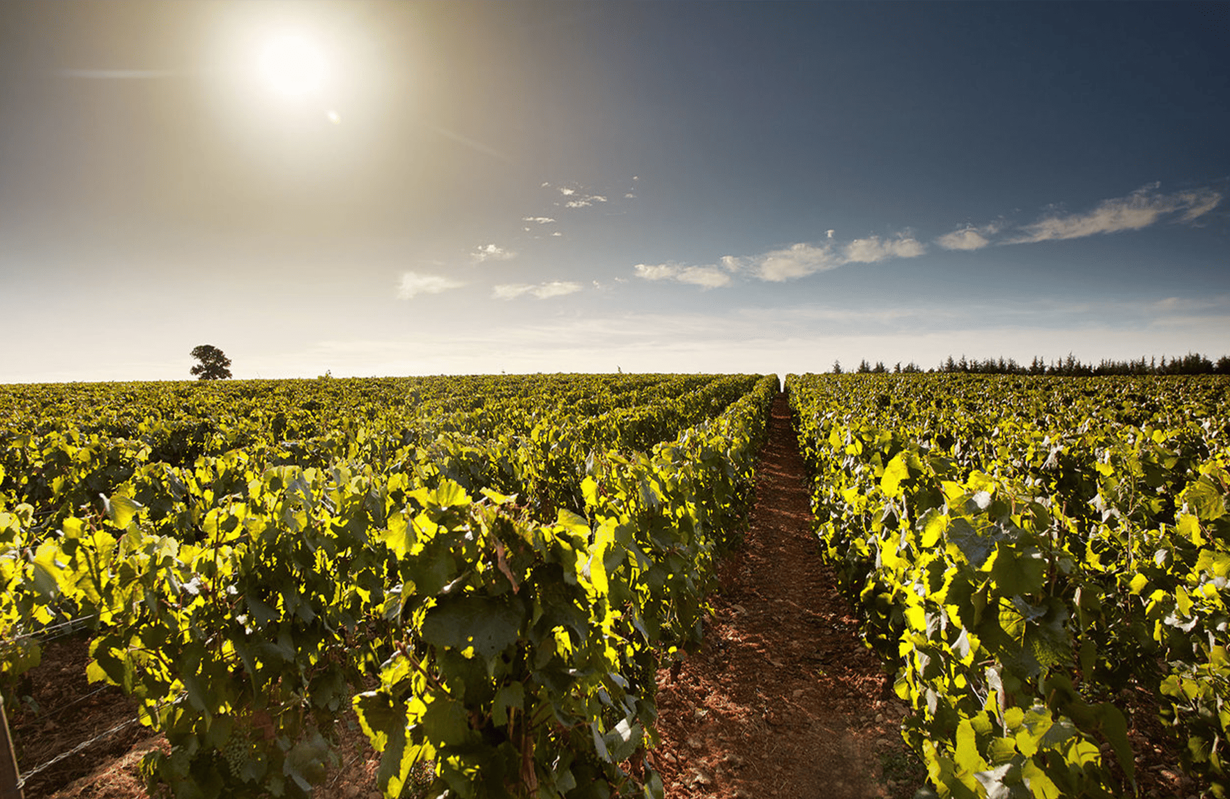 Vins Domaine des Perdrix