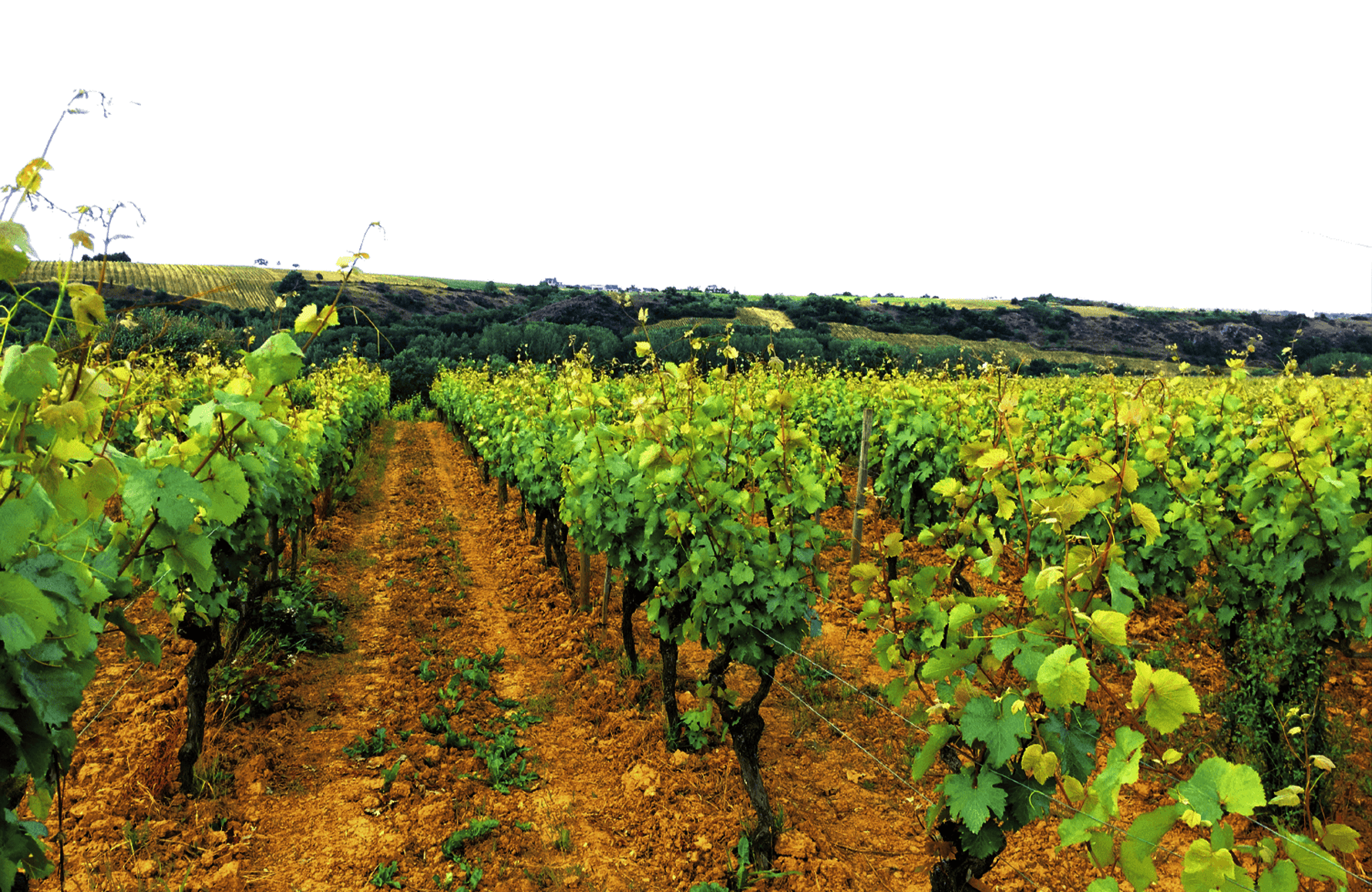 Vins Domaine du Fief Noir