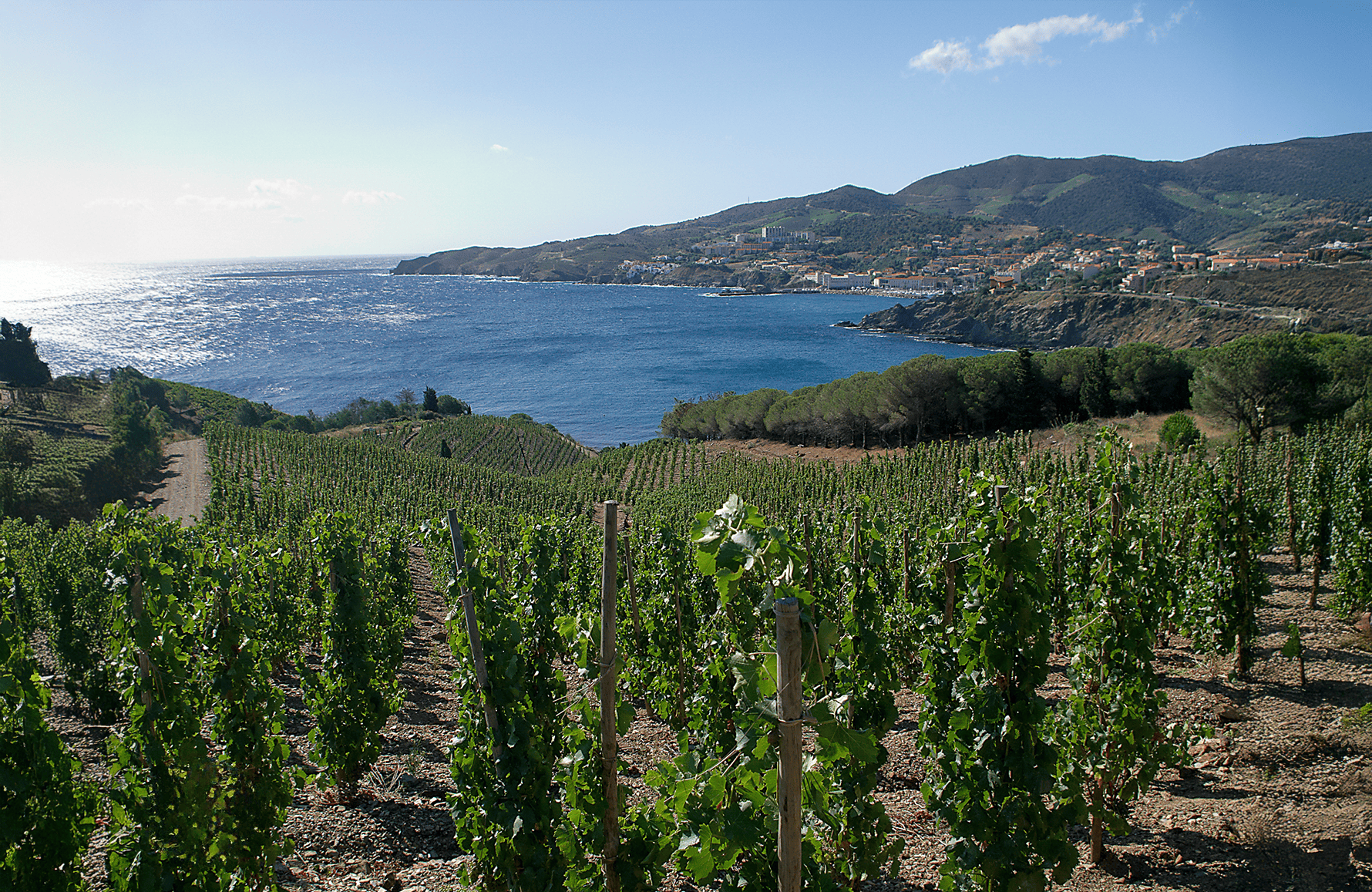 Vins Domaine Madeloc