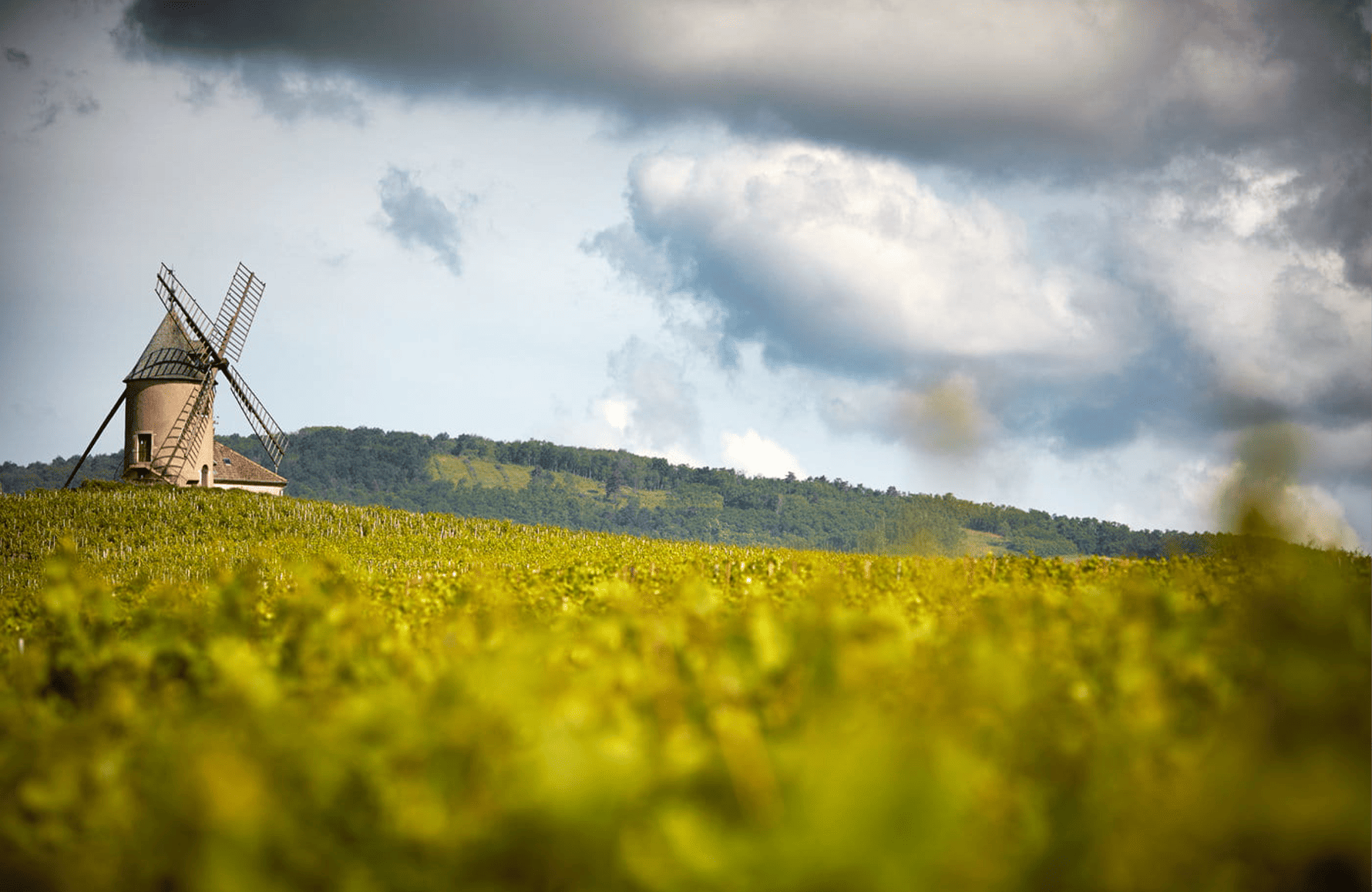 Vins Famille Labruyère