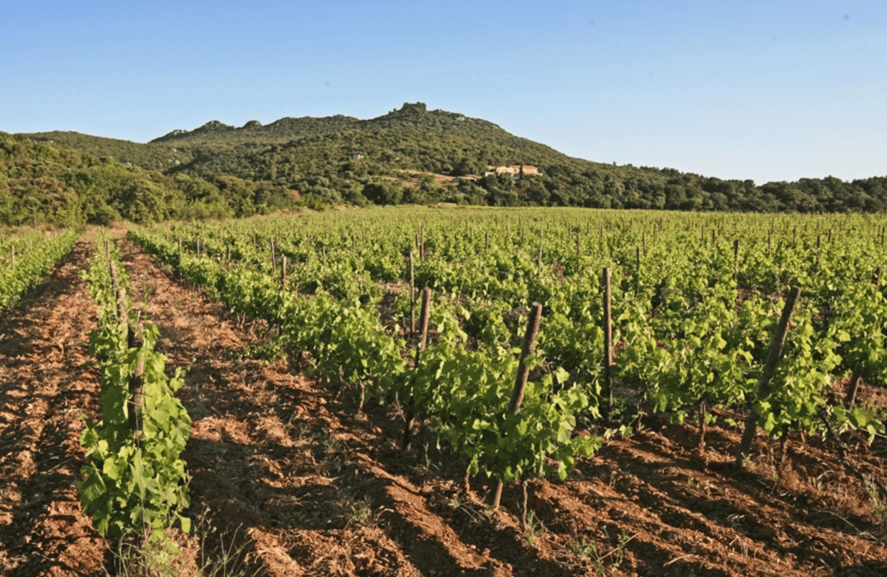 Vins Ermitage du Pic Saint Loup