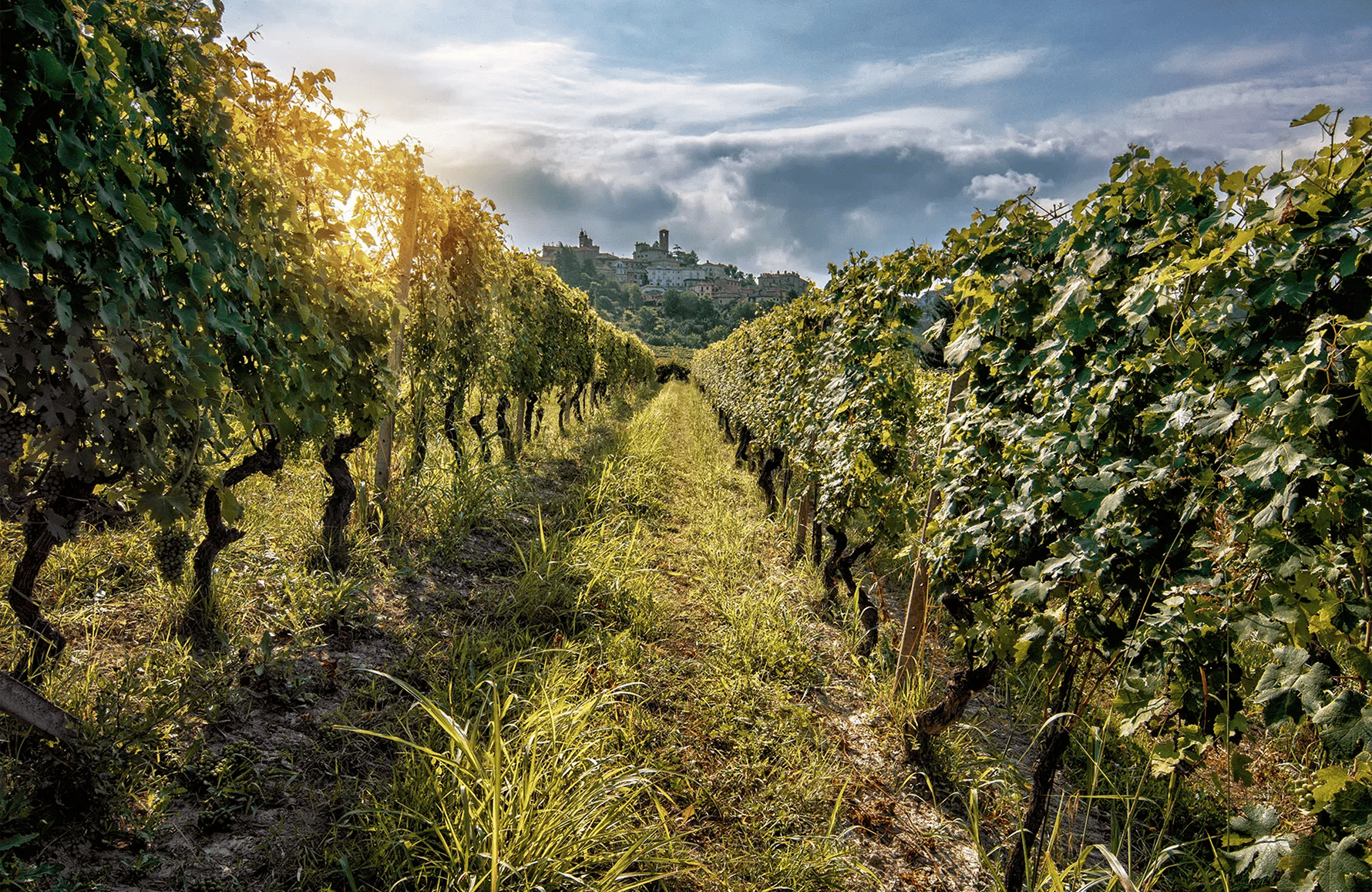 Vins La Spinetta - Italie