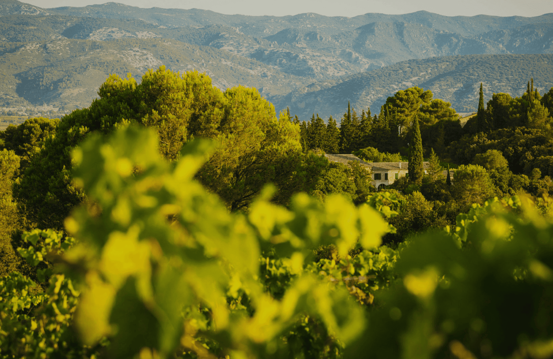 Wines Mas de Daumas Gassac