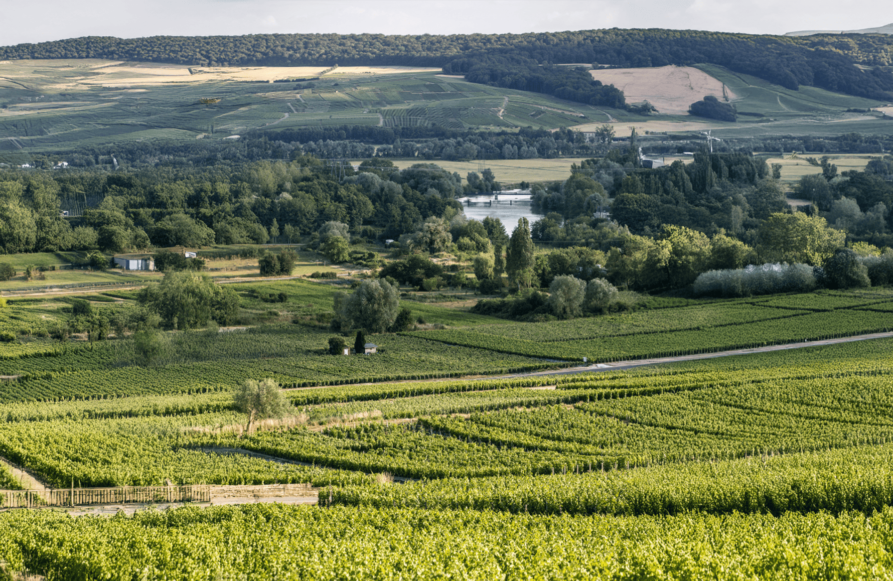 Champagne Bruno Paillard