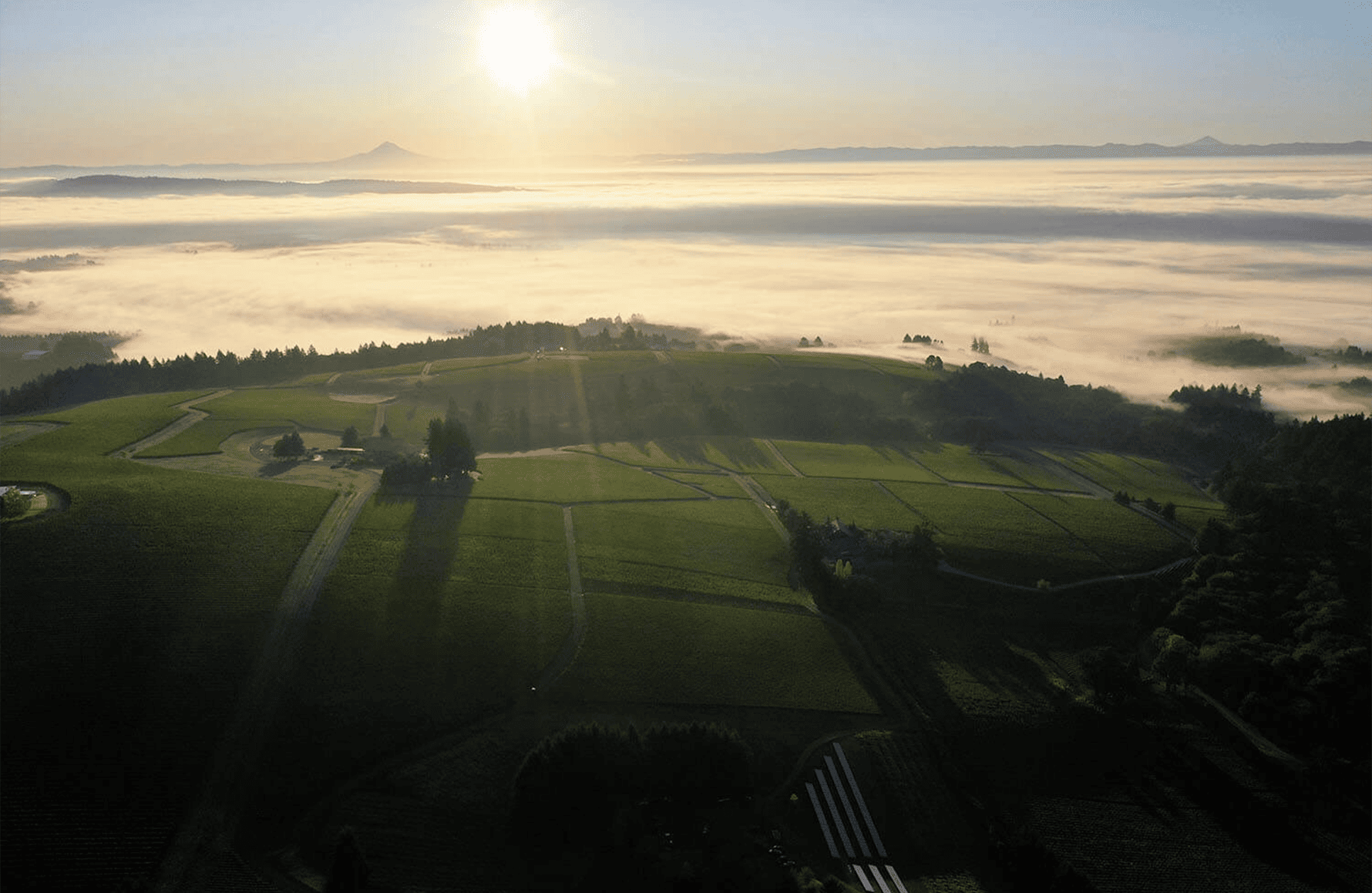 Domaine Drouhin Oregon