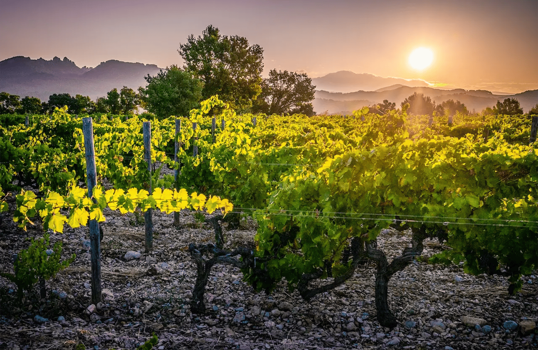Domaine le Sang des Cailloux