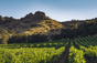 Stag’s Leap - Napa Valley