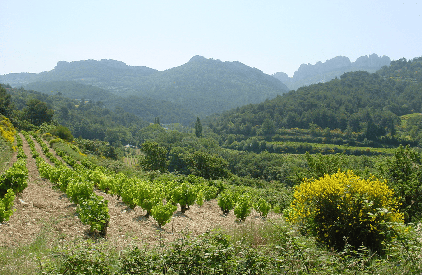 Château de Saint Cosme