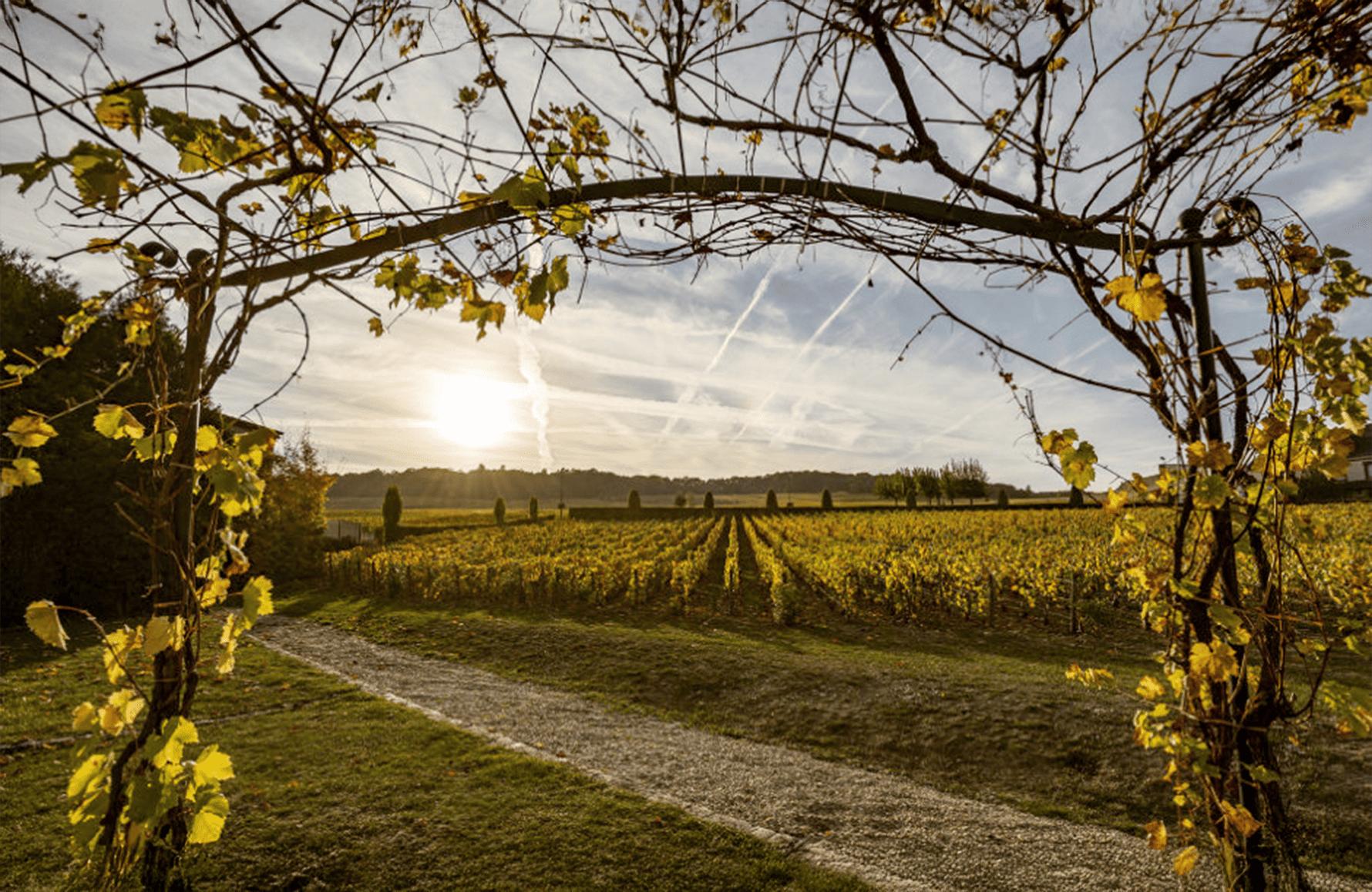 Vins Champagne Salon