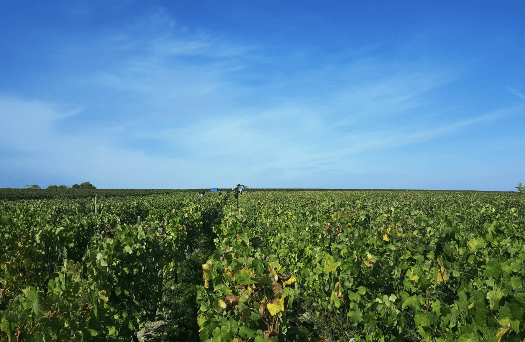 Vins Château Boyd-Cantenac