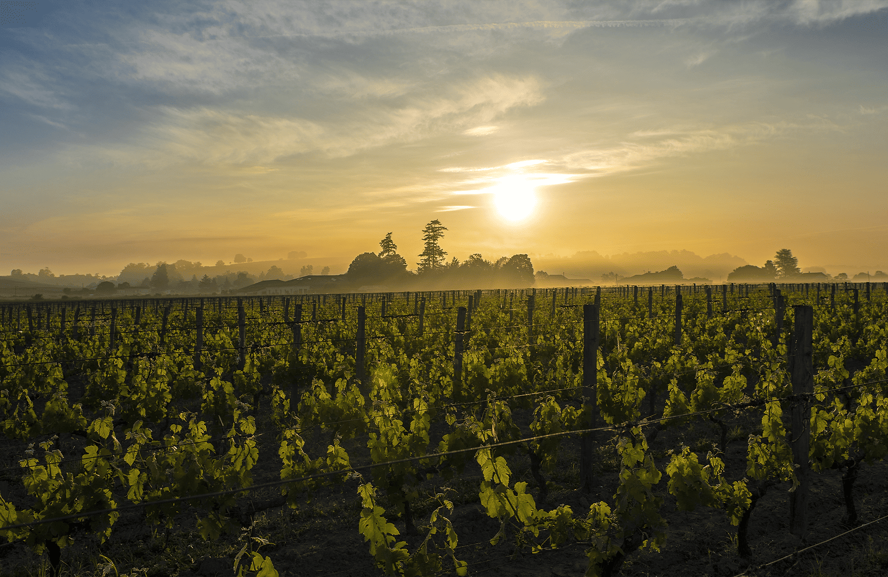Vins Château Canon La Gaffelière