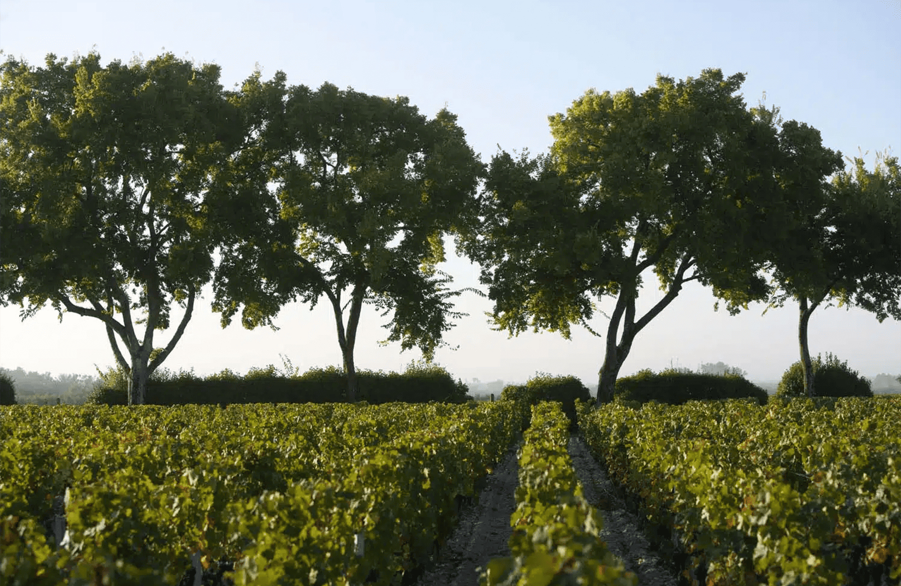 Vins Château Chasse-Spleen
