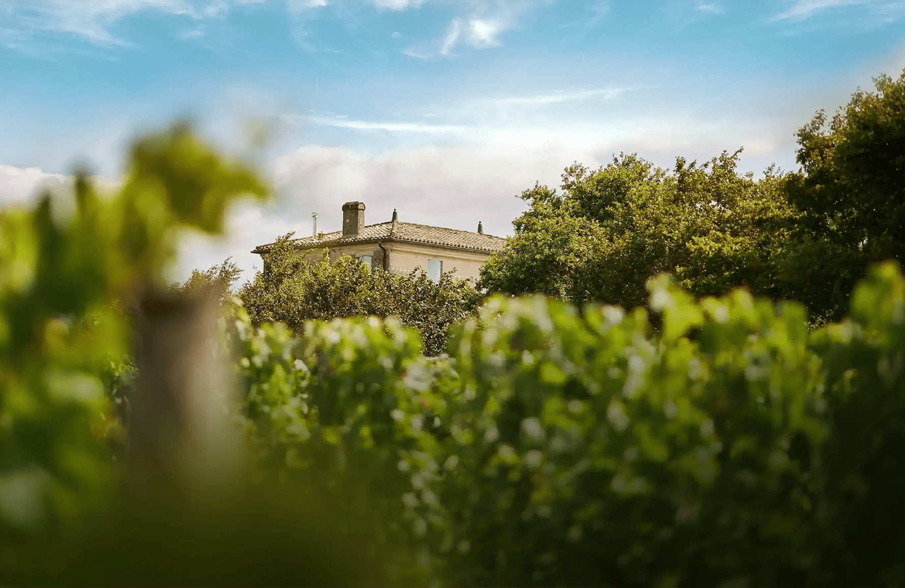 Wijnen Château van Fonbel