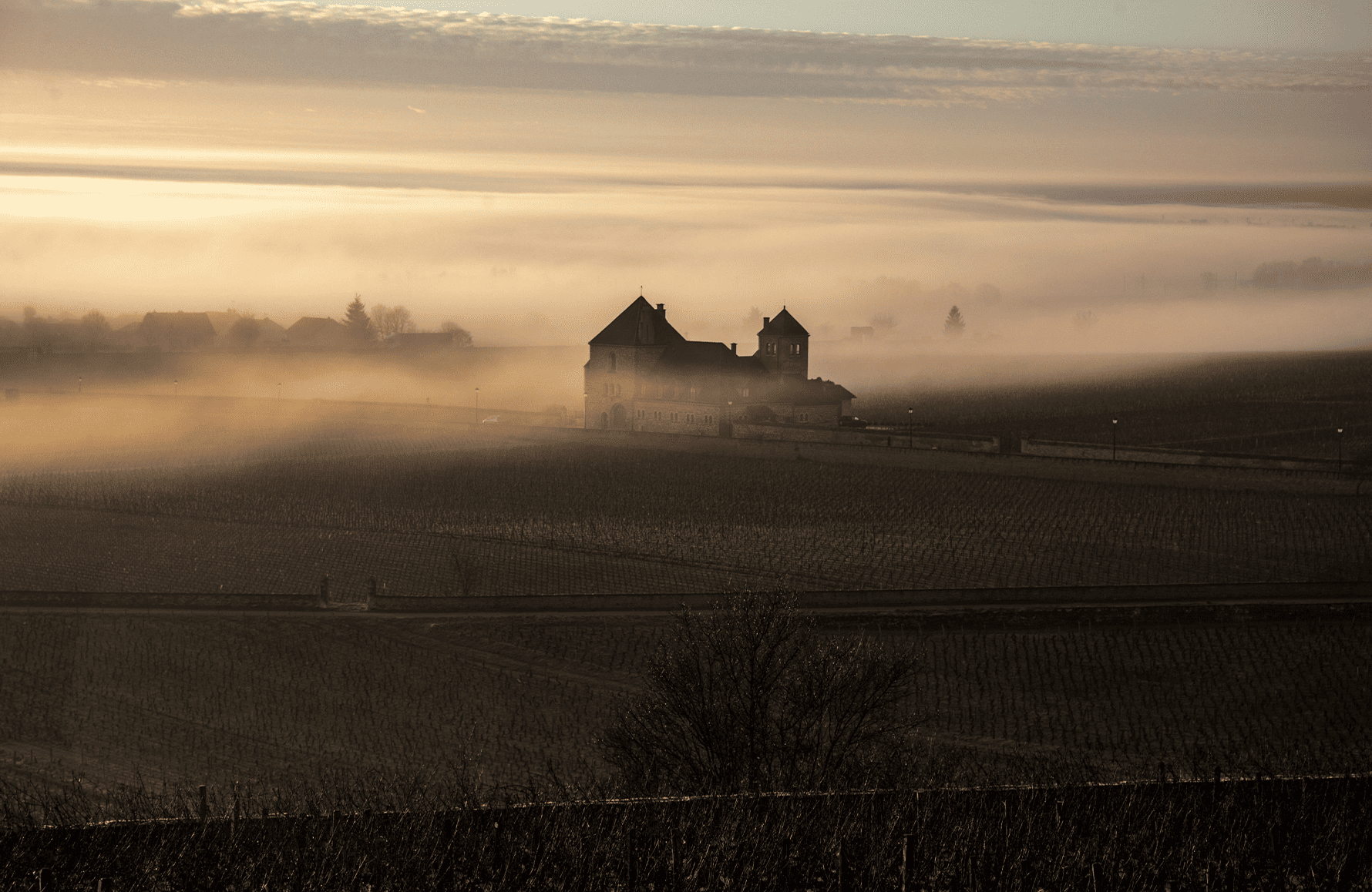 Wijnen Château De La Tour