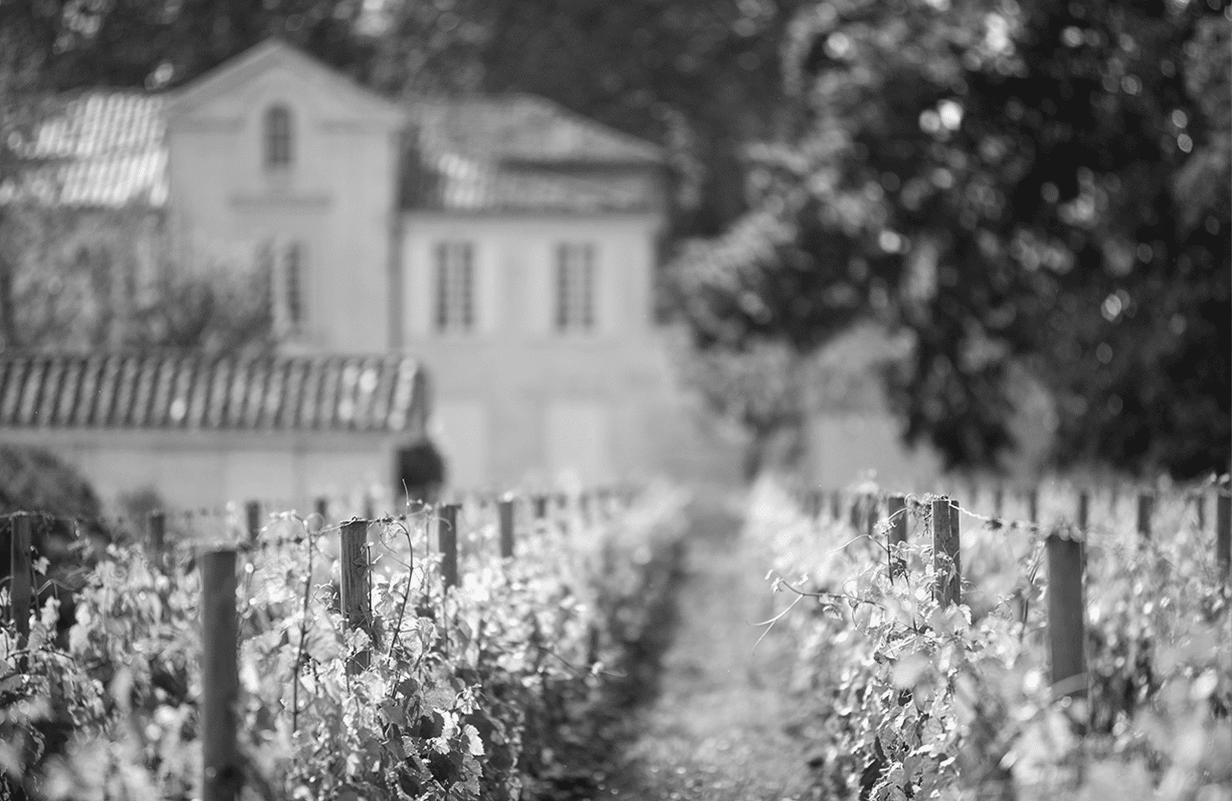 Vins Château La Pointe