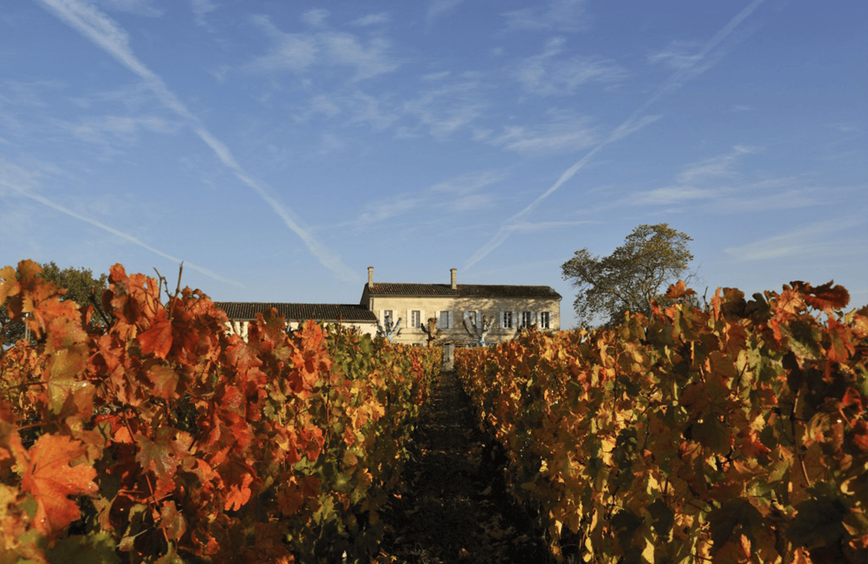 Wines Château l'Eglise-Clinet