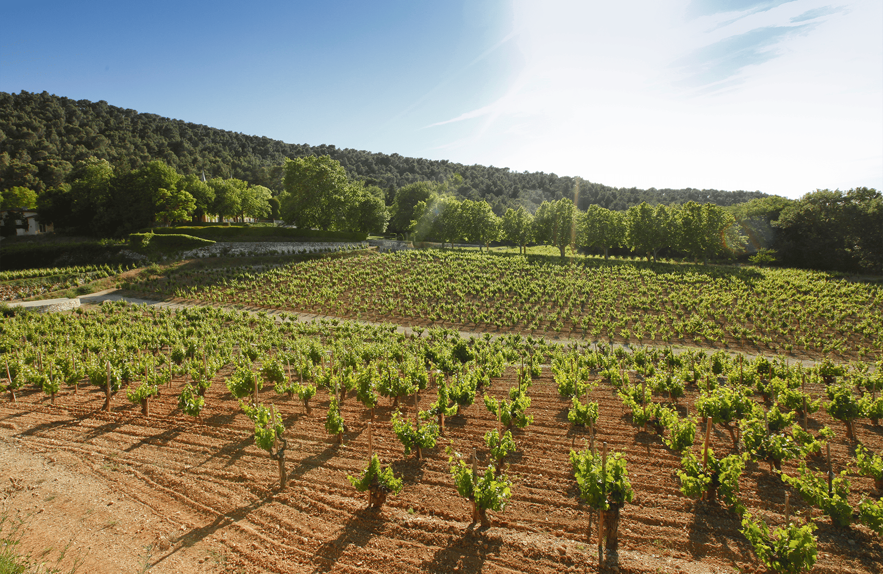 Vins Château Simone