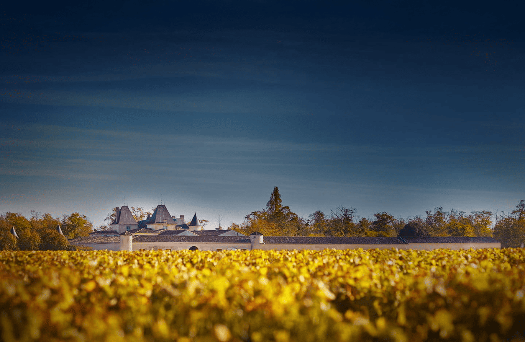 Wines Château Suduiraut