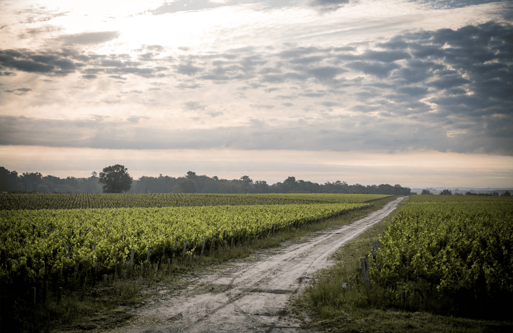 Vins Château de Camensac