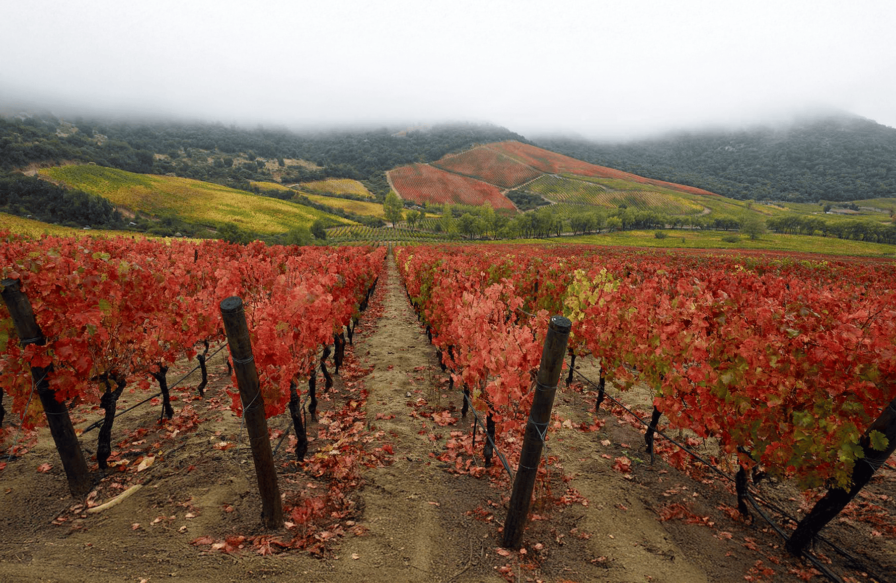 Wijnen Lapostolle - Chili