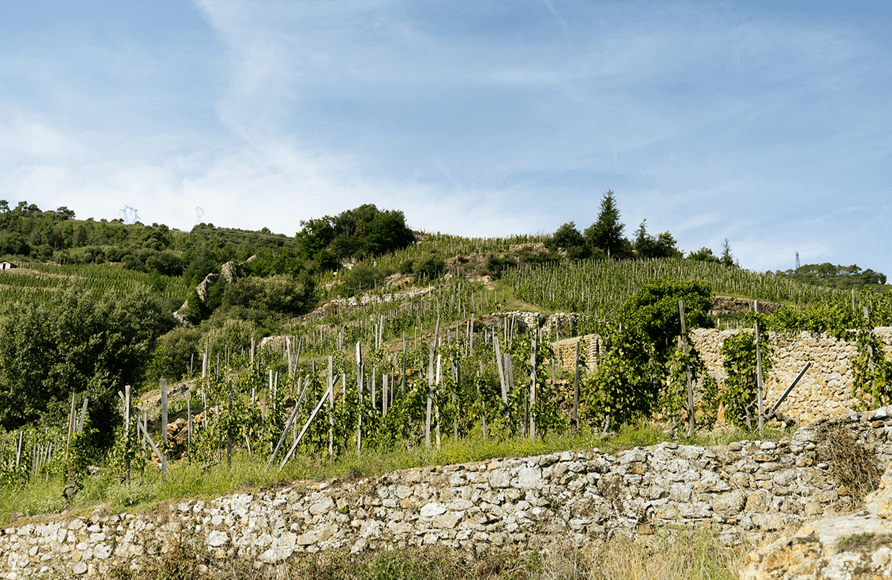 Wines Domaine Alain Voge 