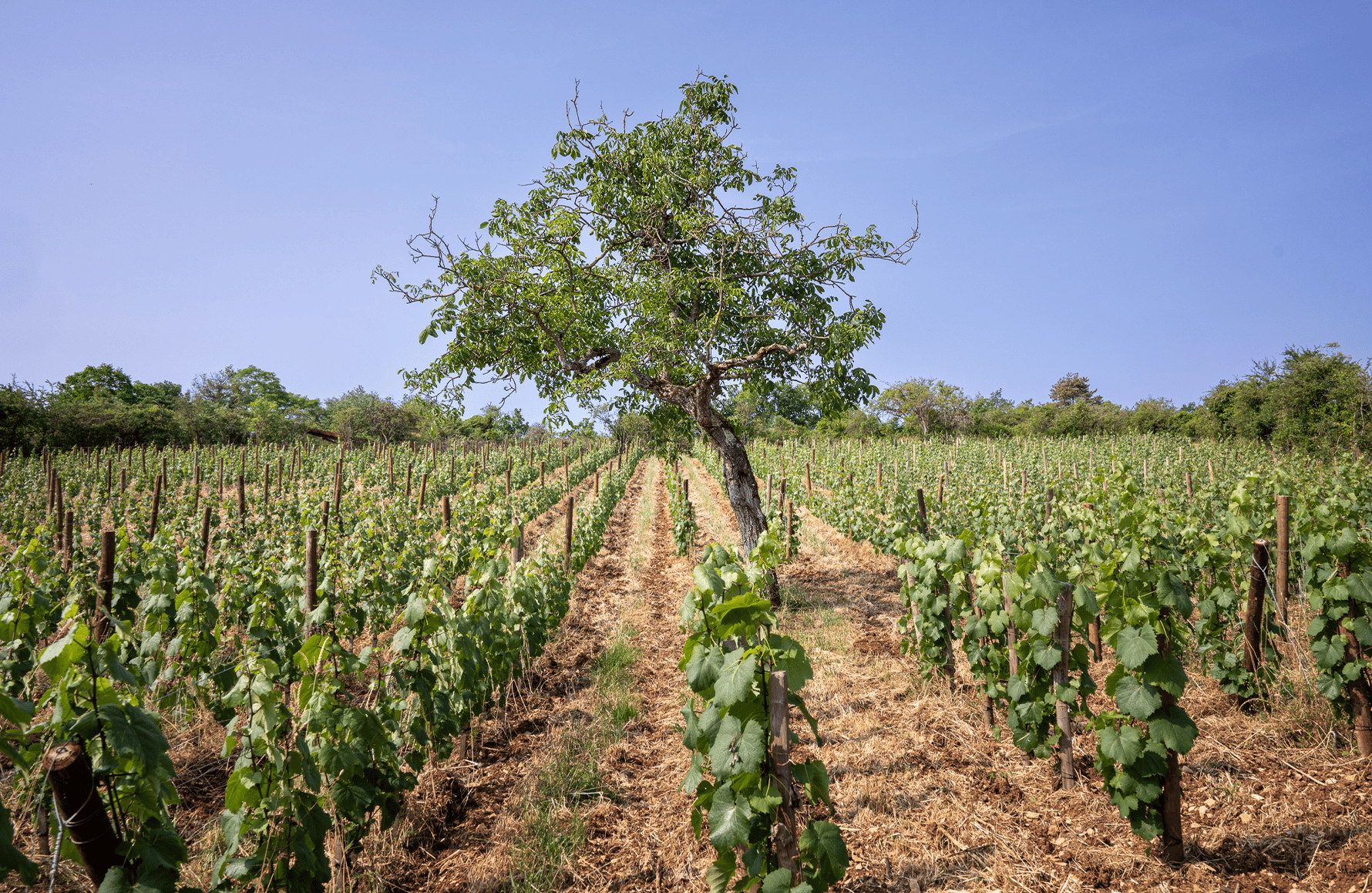 Vins Domaine Boris Champy