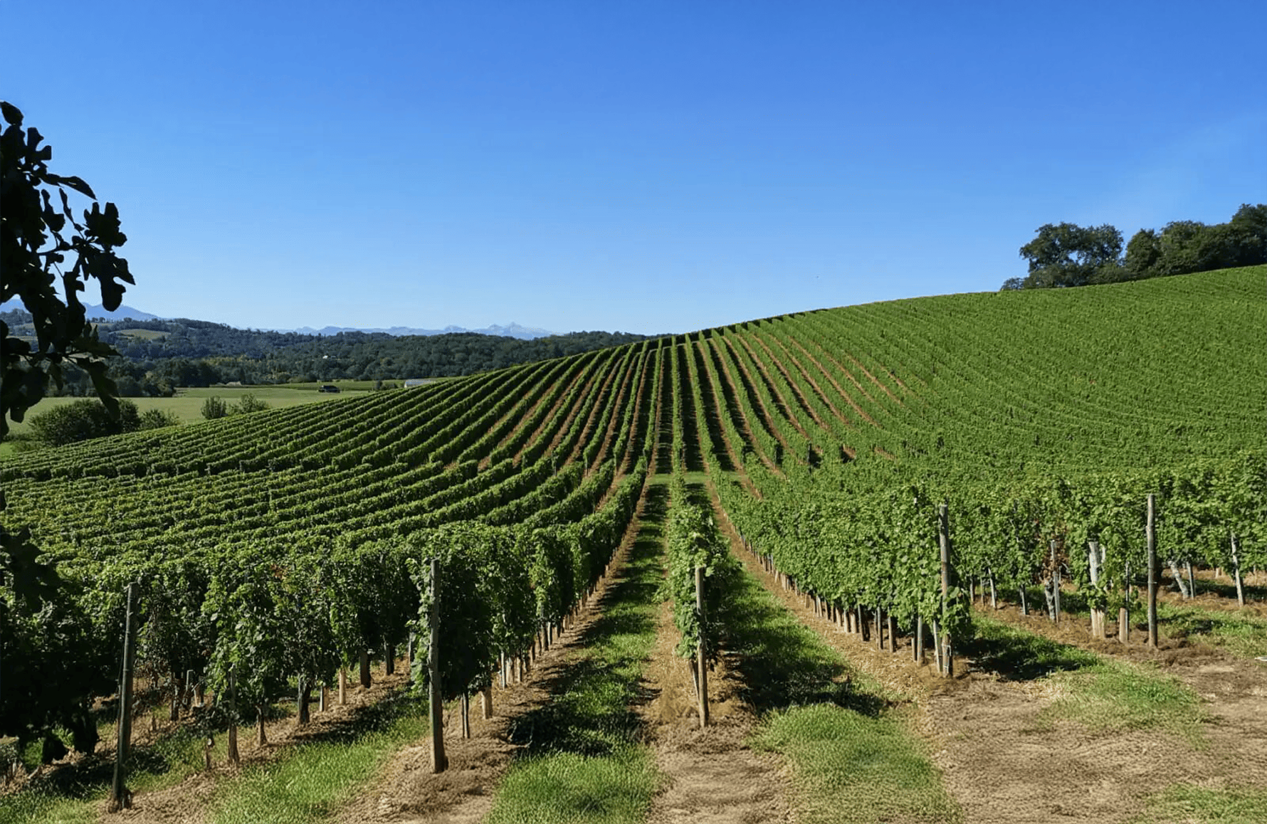 Wines Cauhapé Estate