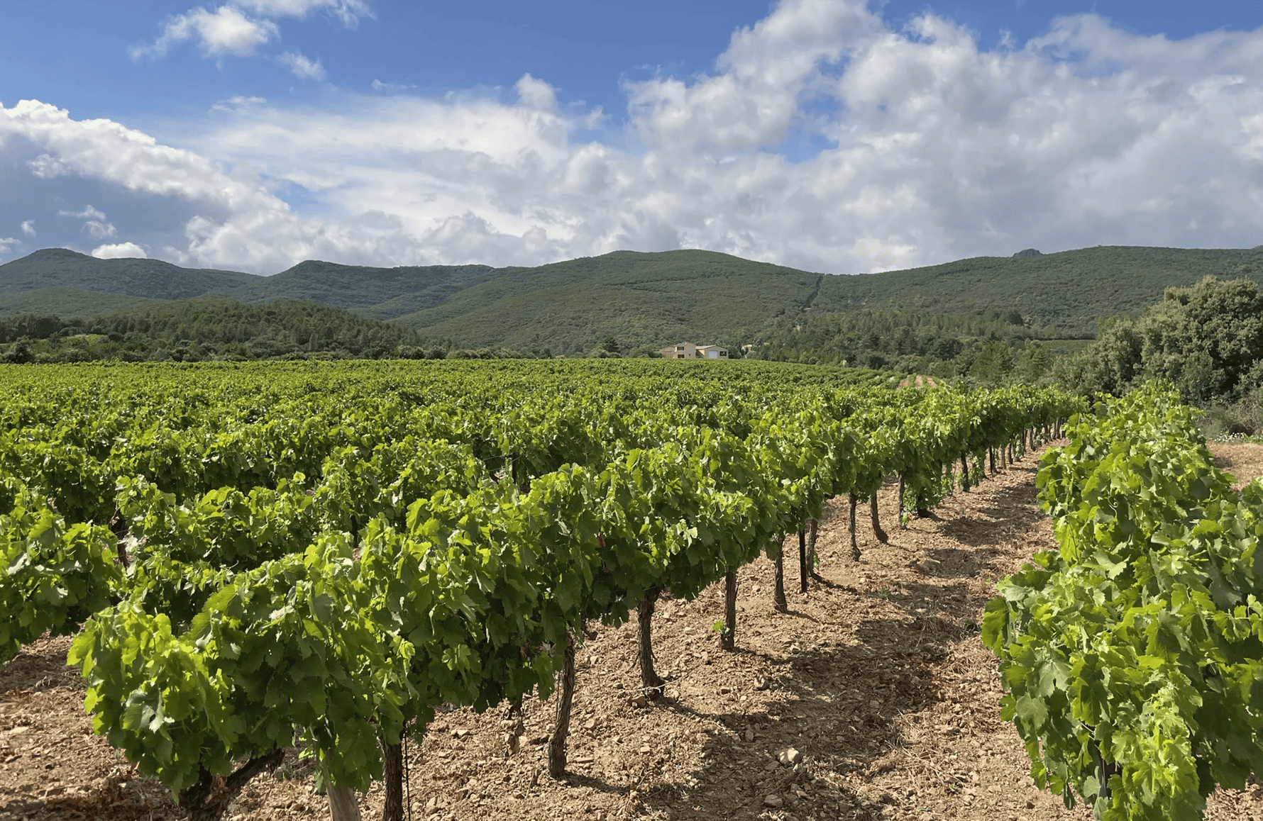 the story of Purple Orchid Estate