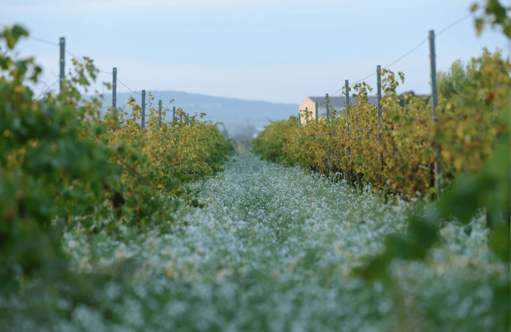 Vins Domaine de la Janasse