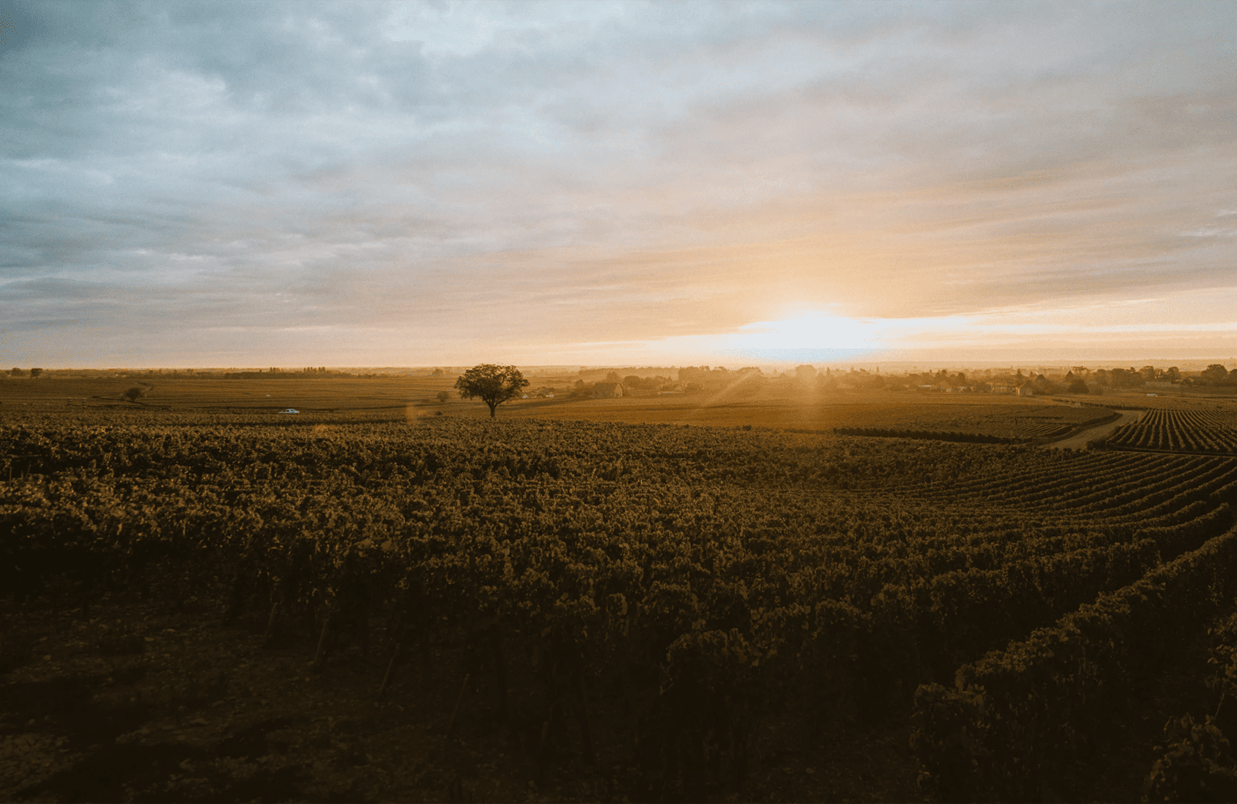 de geschiedenis van Domaine de Montille