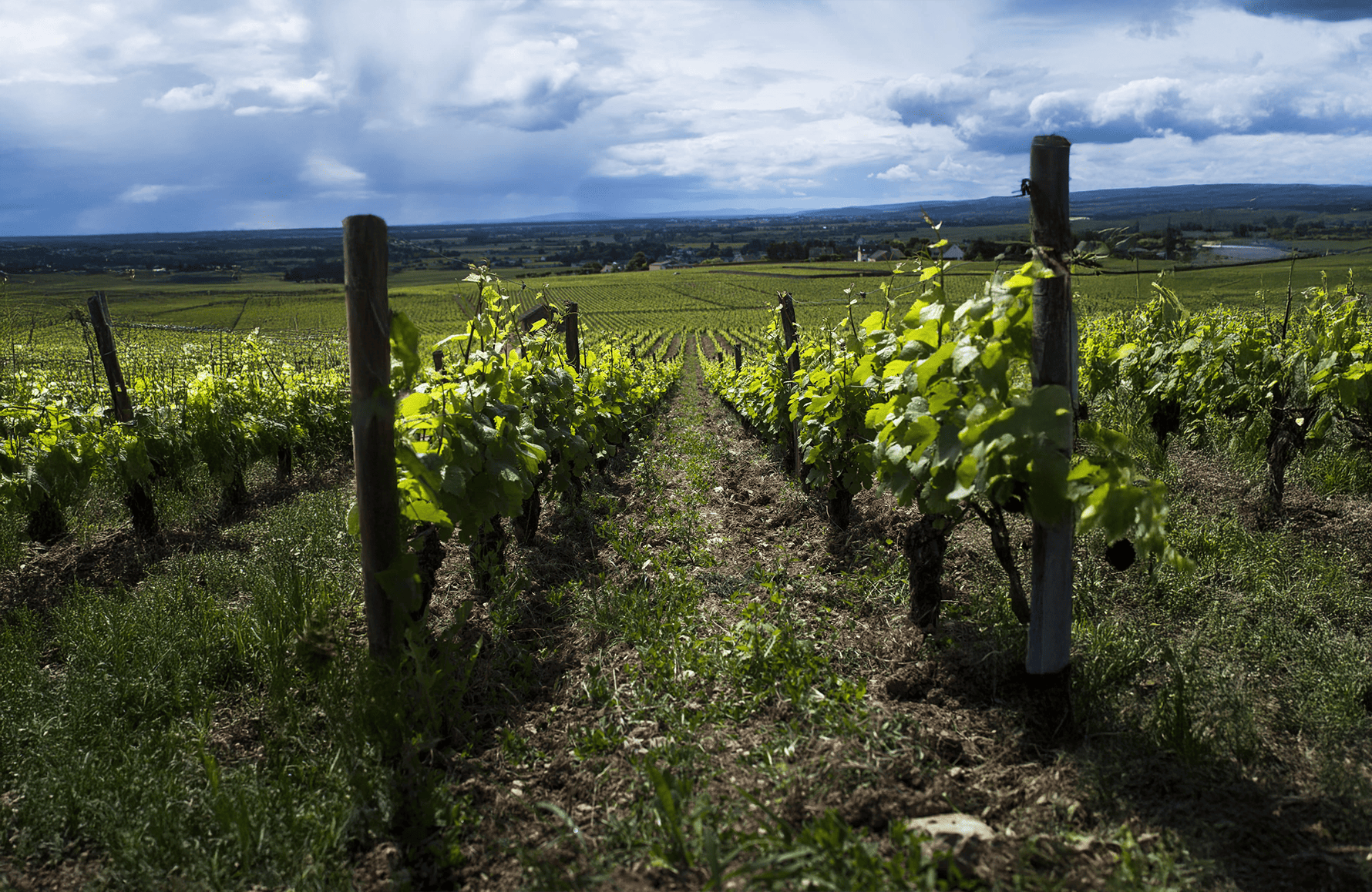 Vins Domaine Eric de Suremain