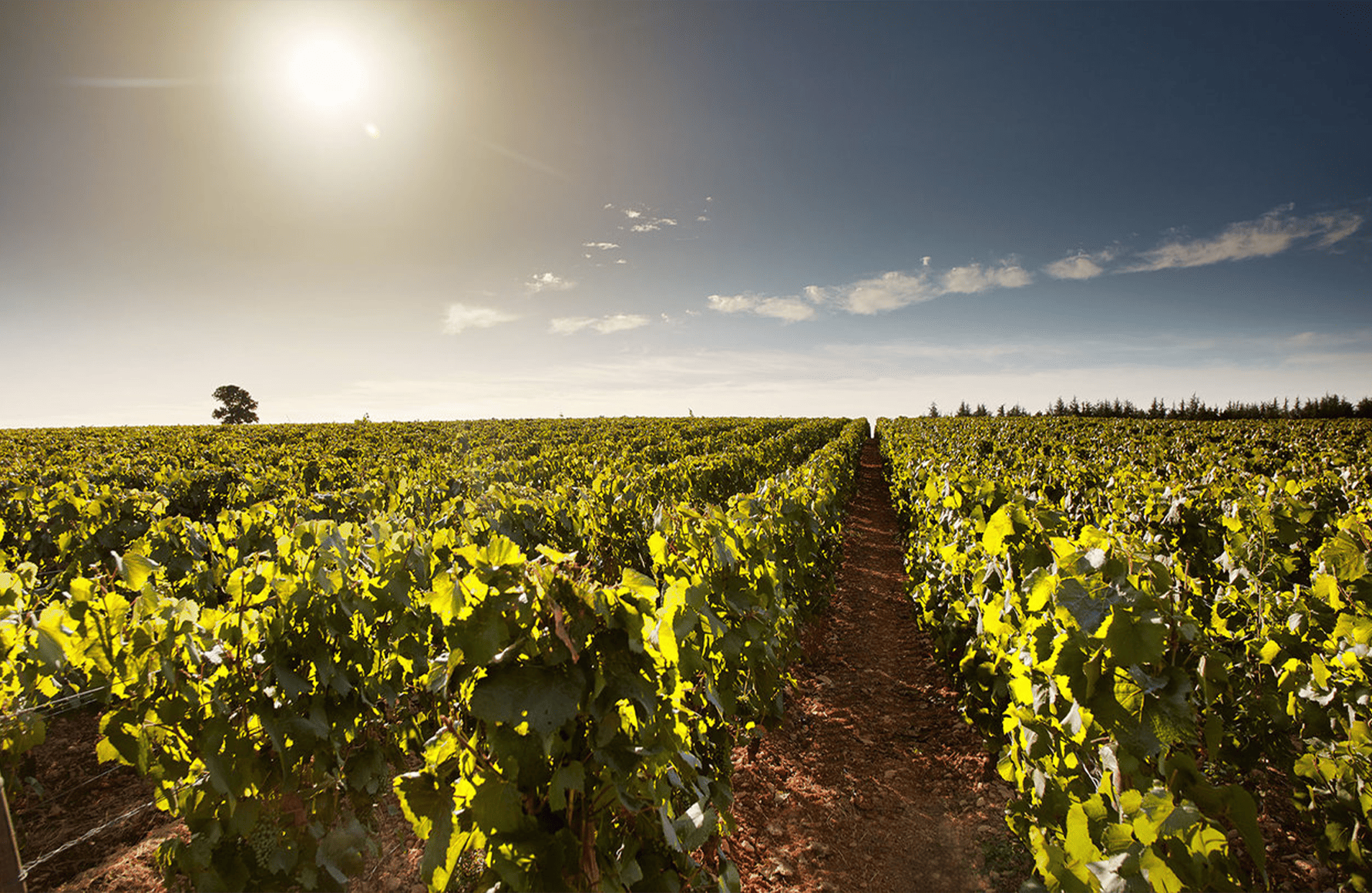 Wines Domaine des Perdrix