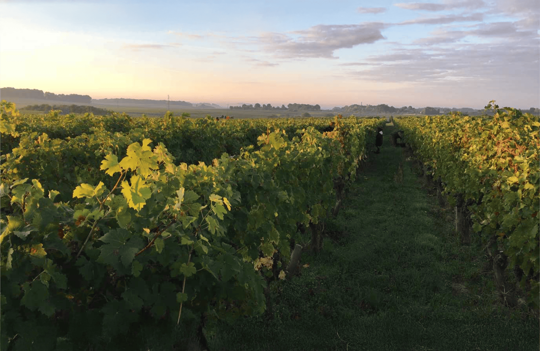 Wines Domaine des Roches Neuves 