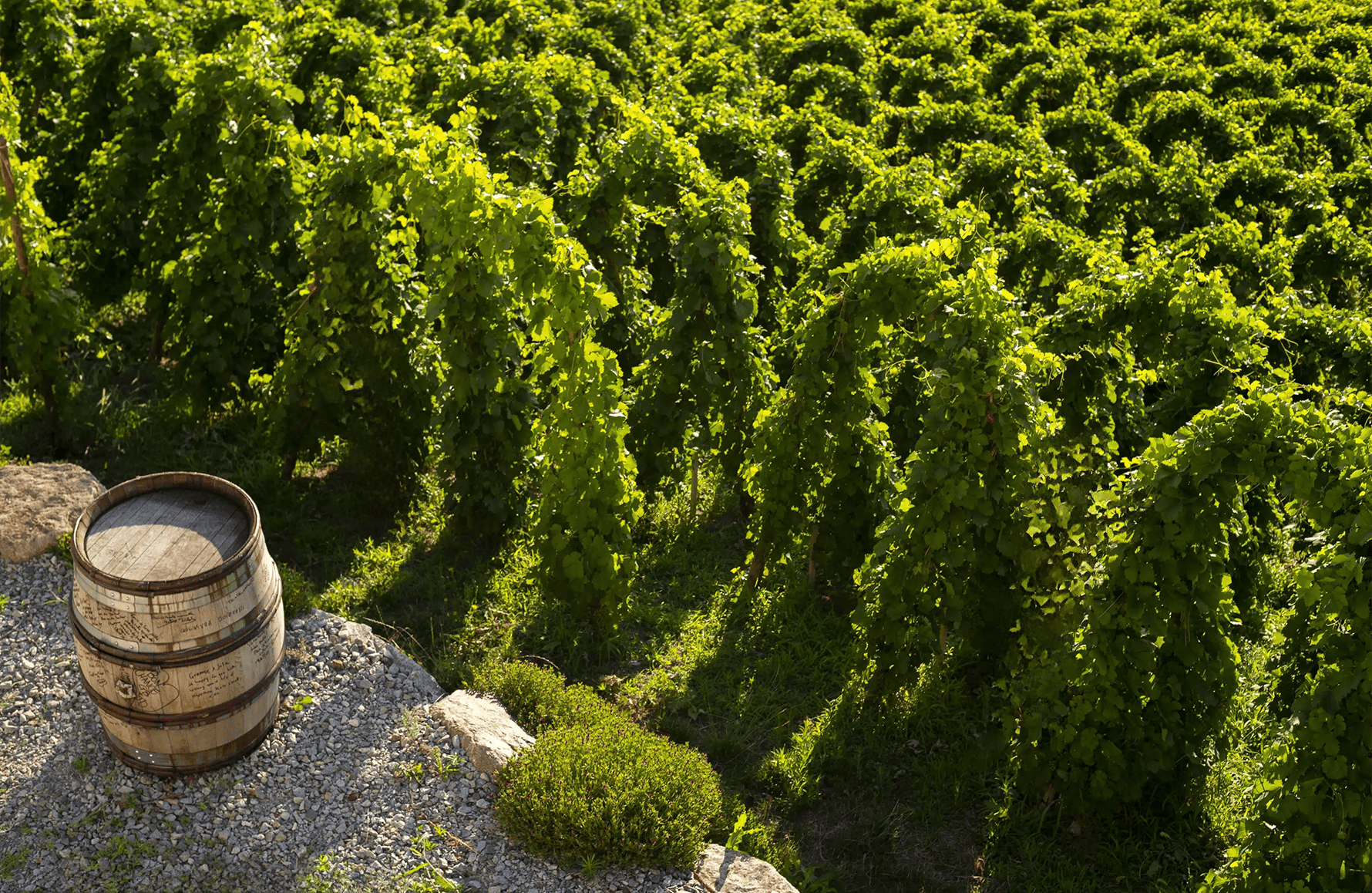 Vins Domaine Graeme et Julie Bott