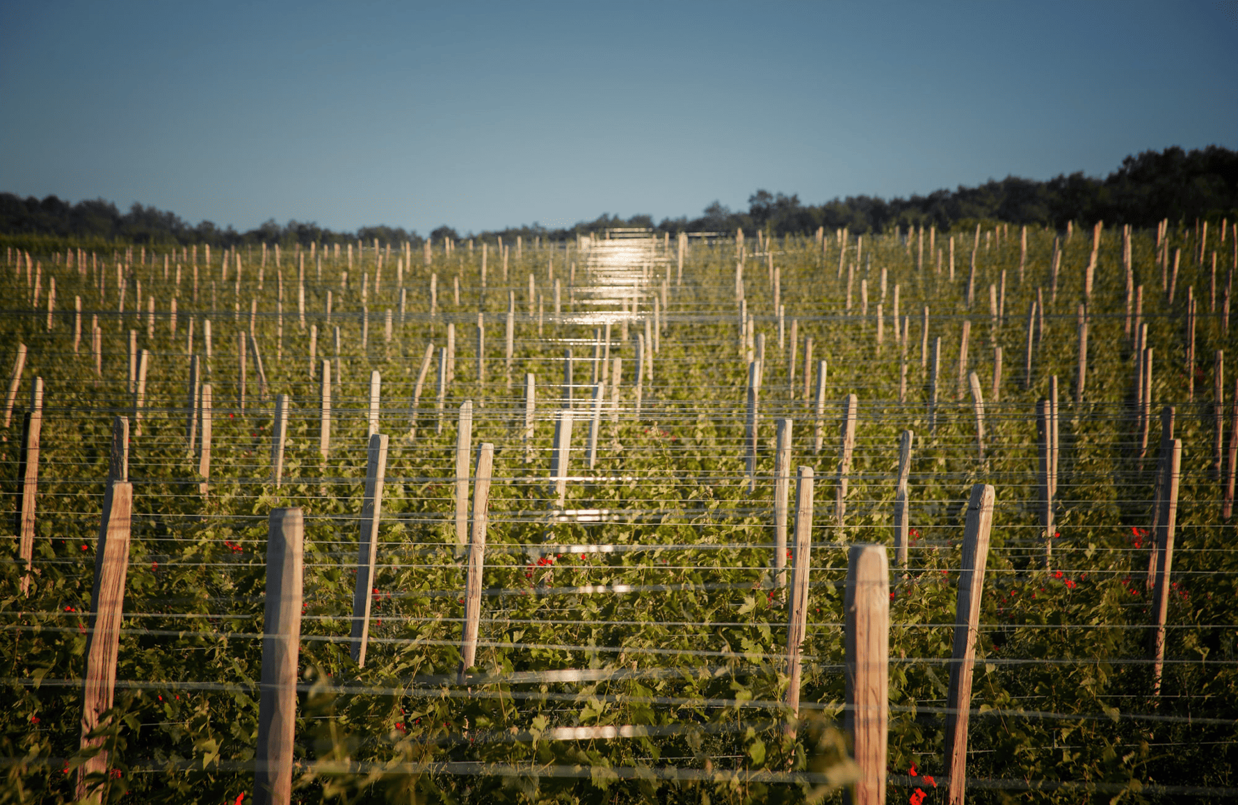 Vins Domaine Grosbois