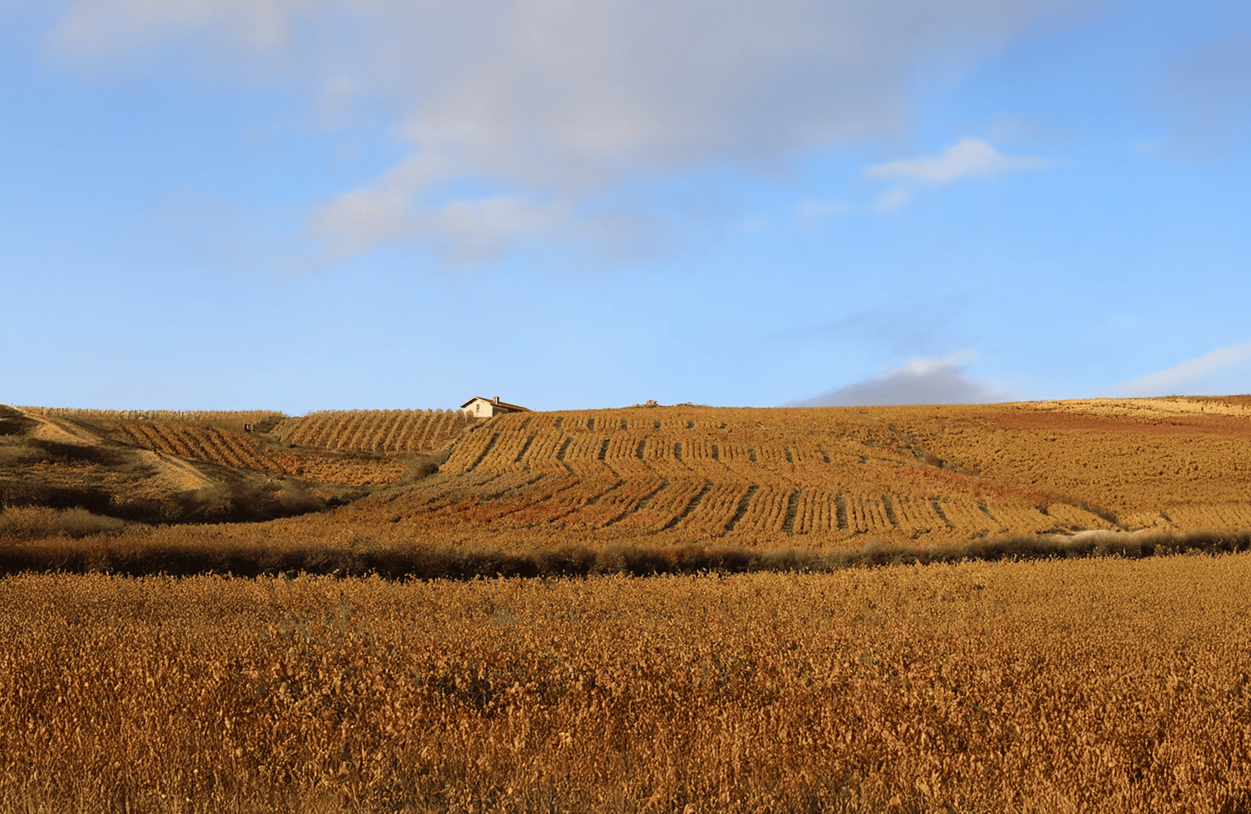 Vins Domaine Hoppenot