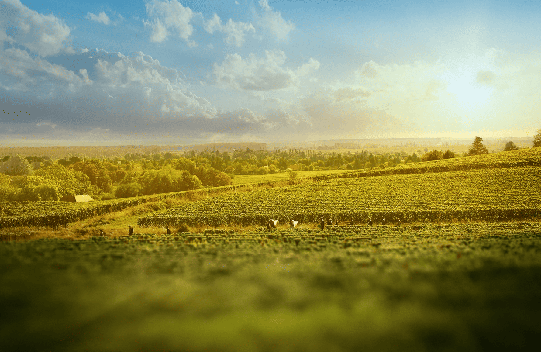 de geschiedenis van Domaine Partij