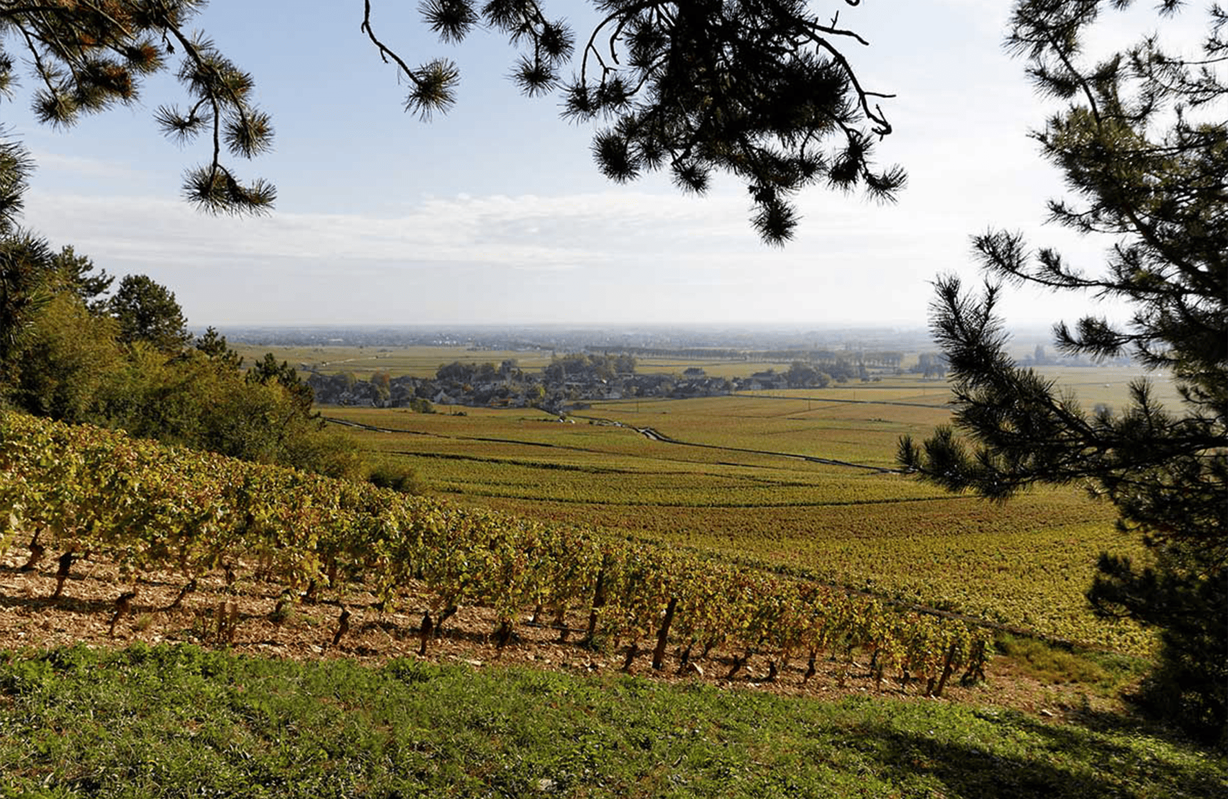 Wines Domaine Joseph Voillot