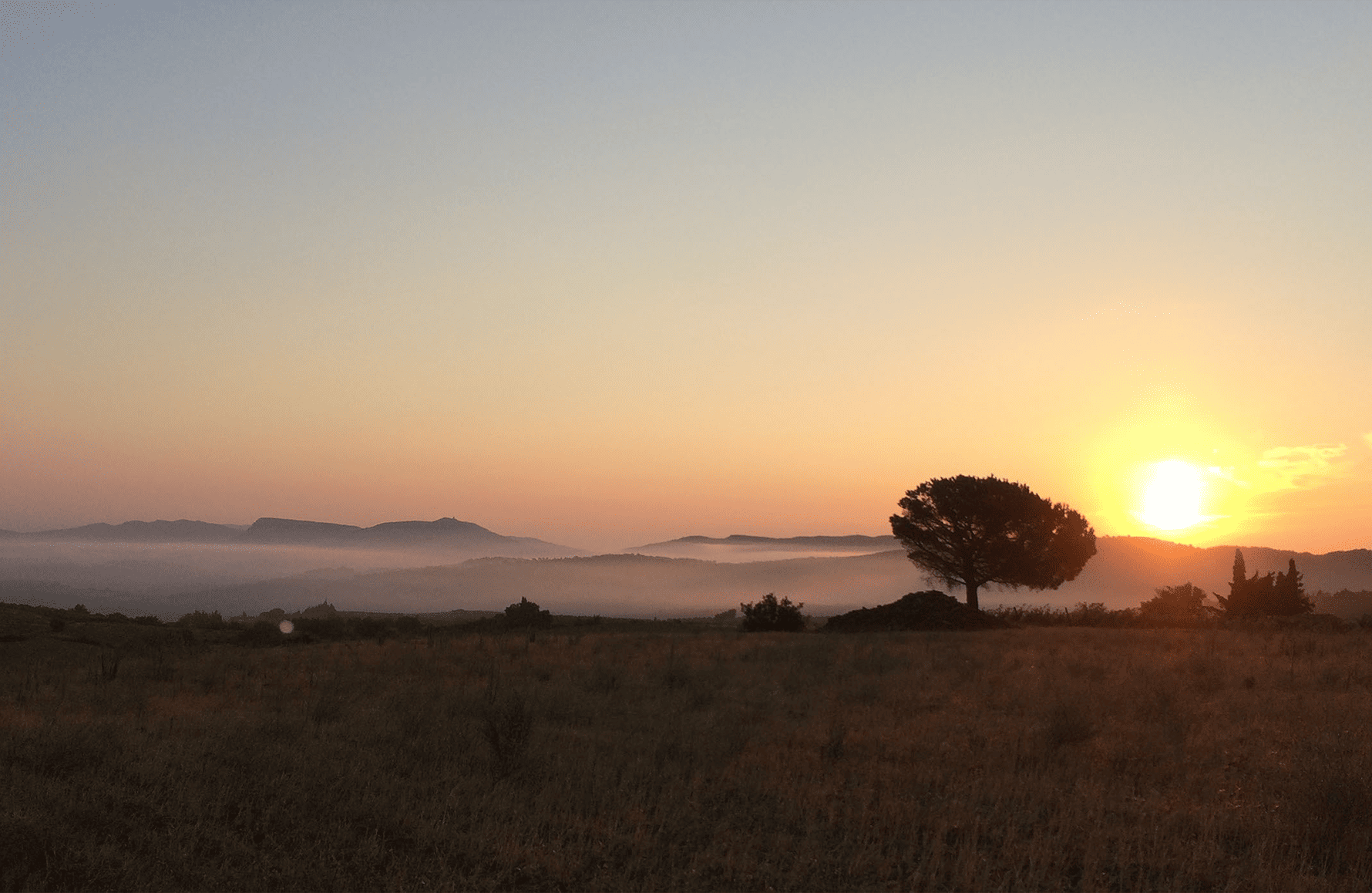 Wines Domaine Le Roc Des Anges