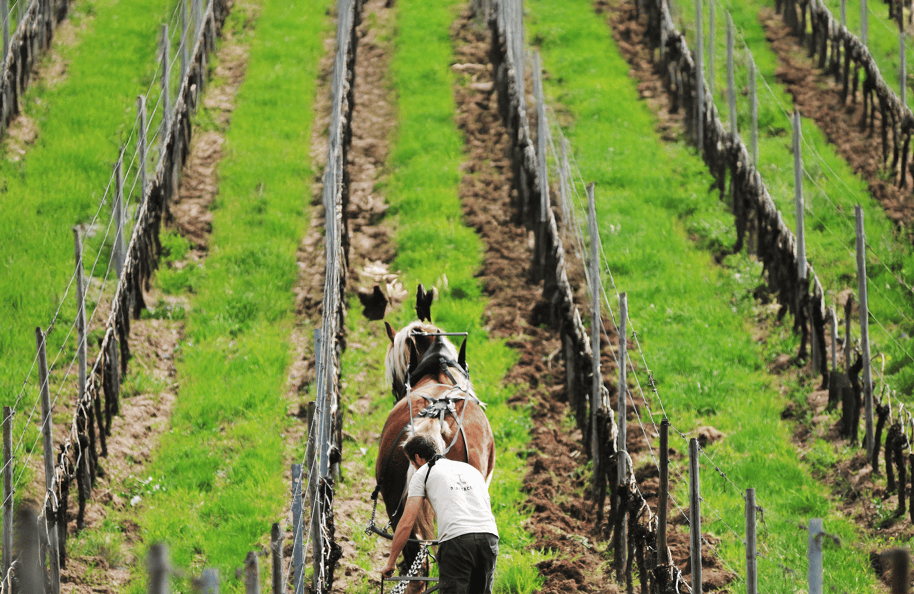 Vins Domaine Marc Kreydenweiss