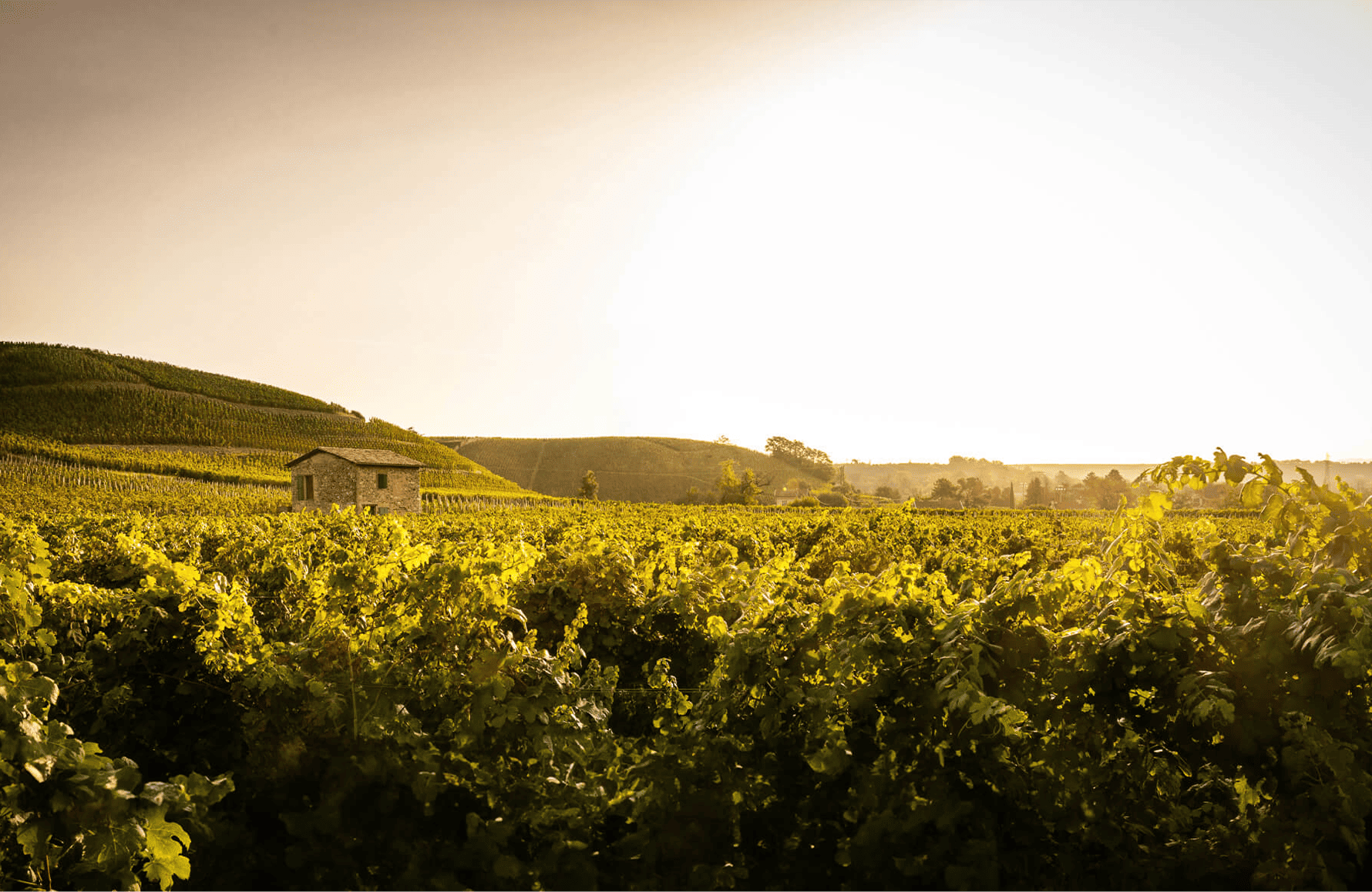 Wijnen Paul Jaboulet Aîné Estates