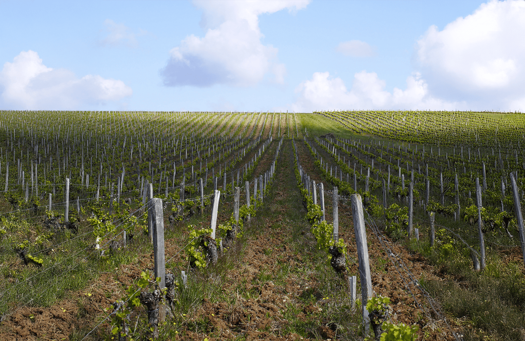 Wines Domaine Philippe Gilbert