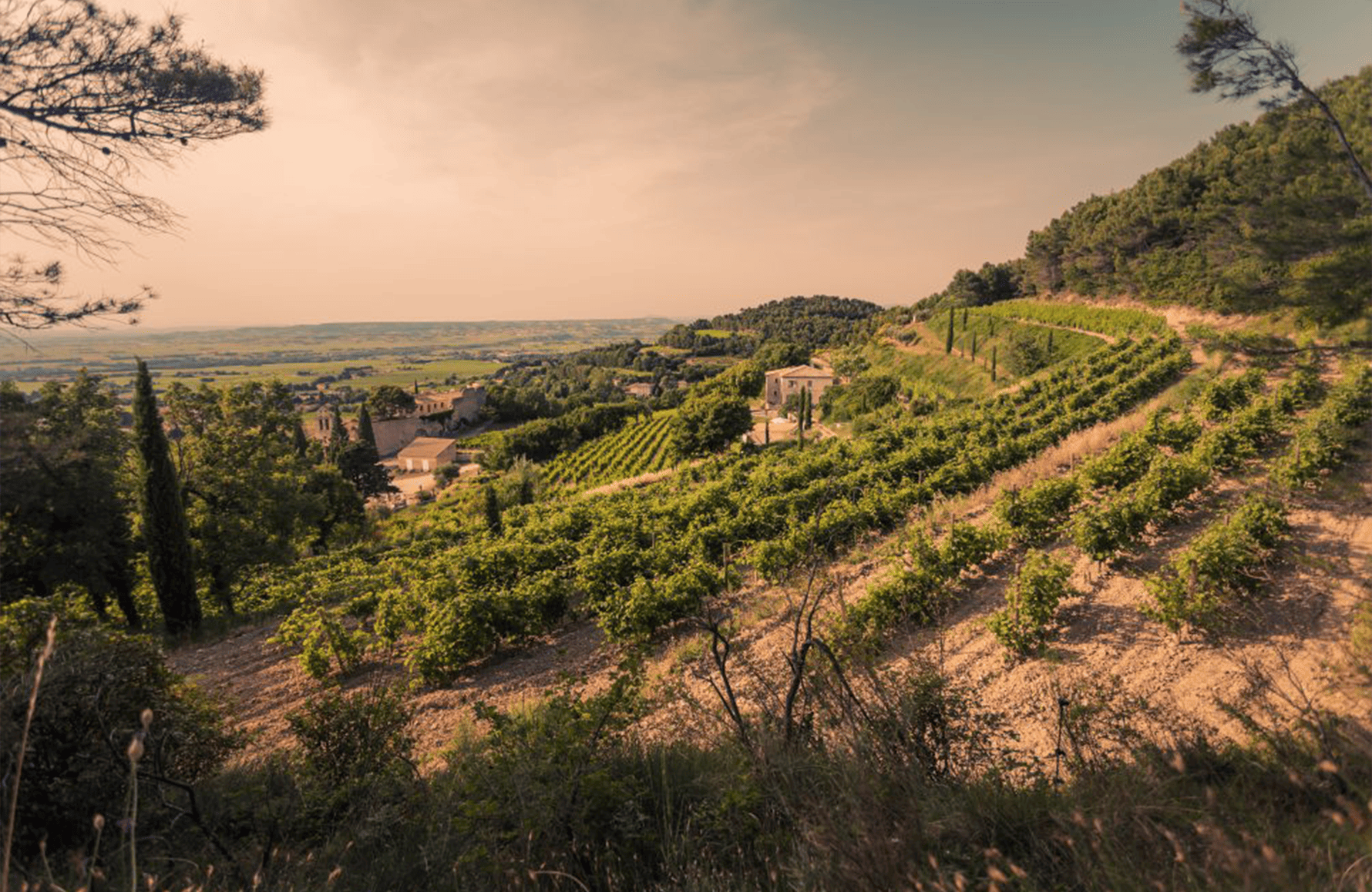 Wines Santa Duc Estate