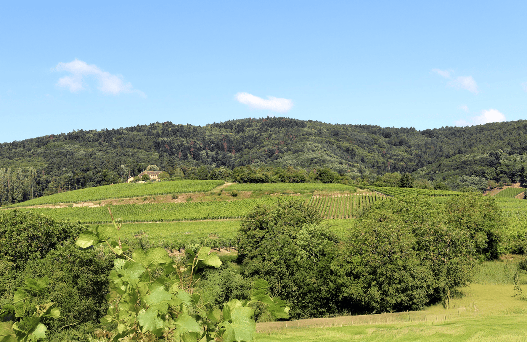 Vins Domaine Zind-Humbrecht