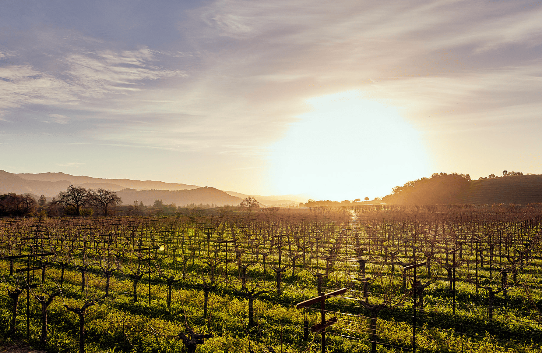 Wijnen Dominus Landgoed
