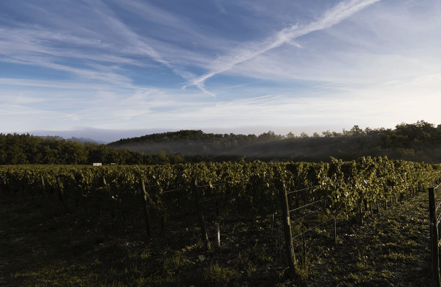 Wines Mas del Périé