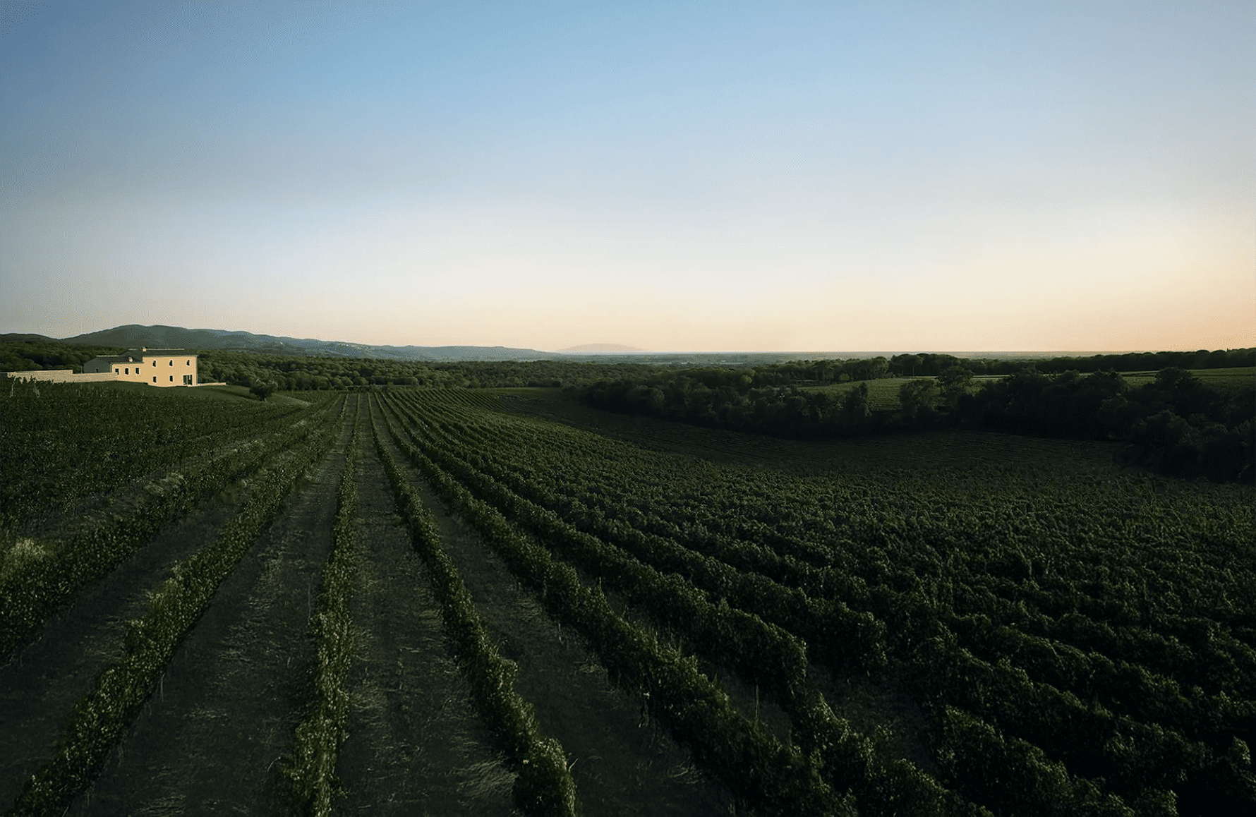 Vins Masseto - Italie