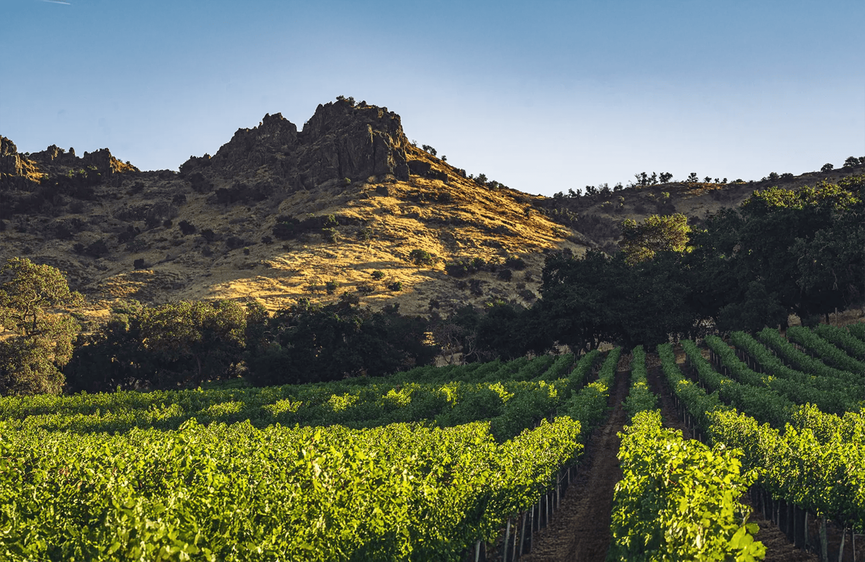 de geschiedenis van Hertensprong - Napa Valley
